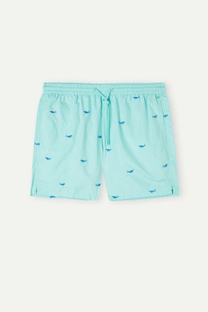 Light Turquoise / Green / Dark Grey Men's Intimissimi Embroidered Shark Swim Trunks | AU1304UTL